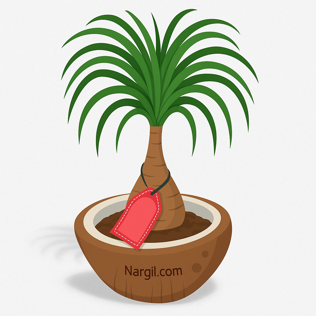  Nargil - Ponytail Palm